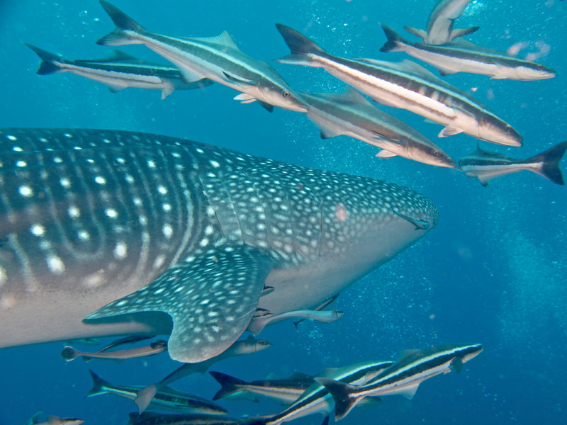 Southwest Pinnacle, Whale Shark